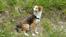 Nelly 3.07.2011 008.JPG