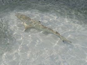 IMG_0067.JPG